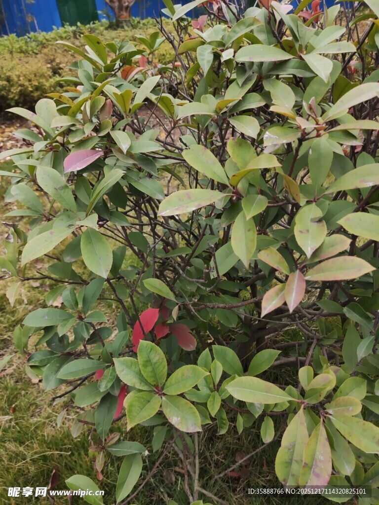 绿叶间的红果植物景观