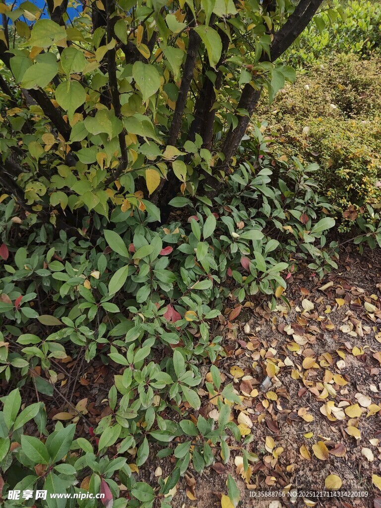 秋日林下绿植与落叶景象