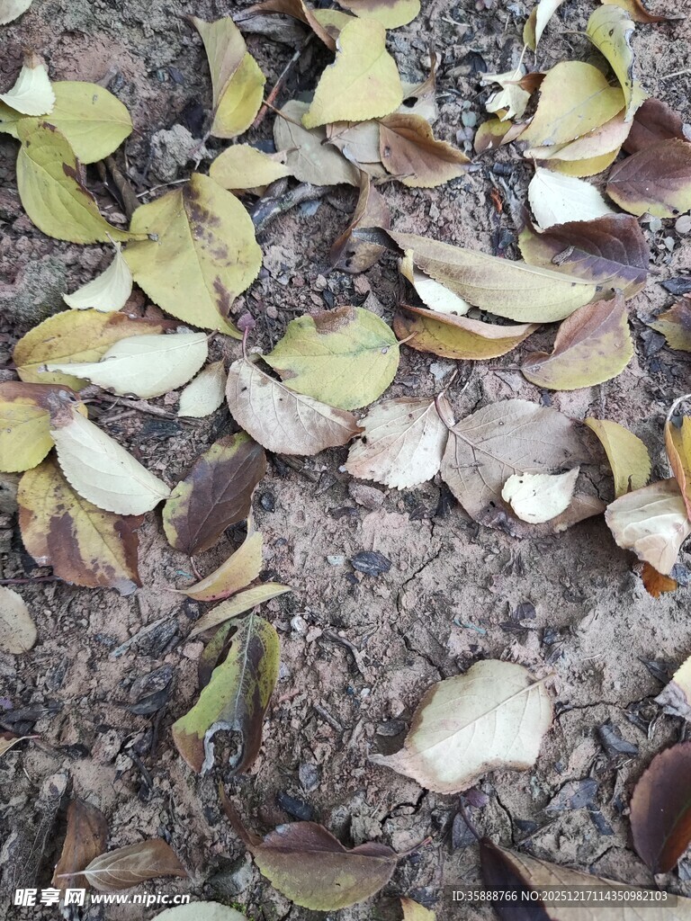地面散落的多彩枯叶