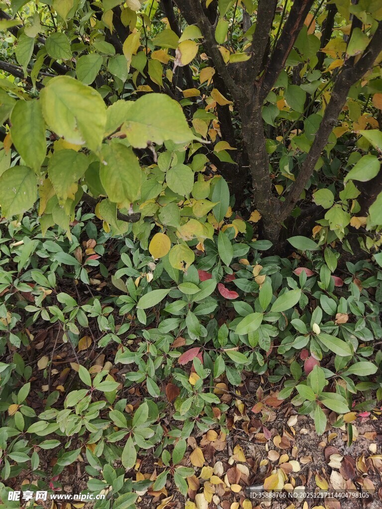 秋日林下绿植景观