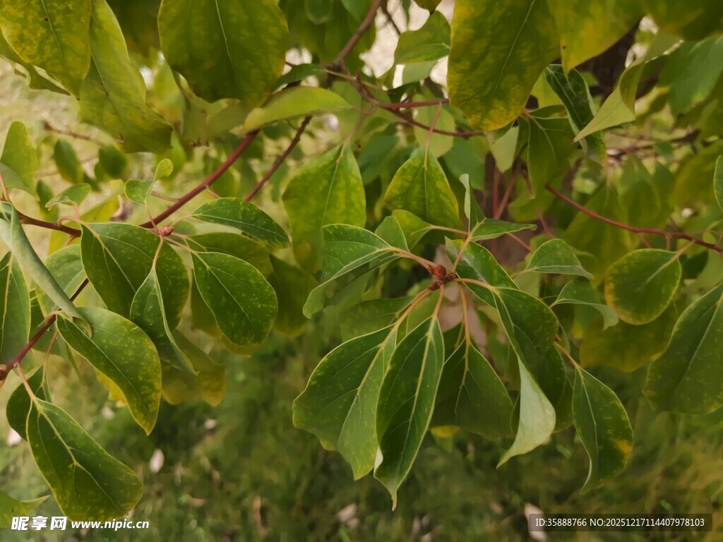 绿叶繁茂的植物特写