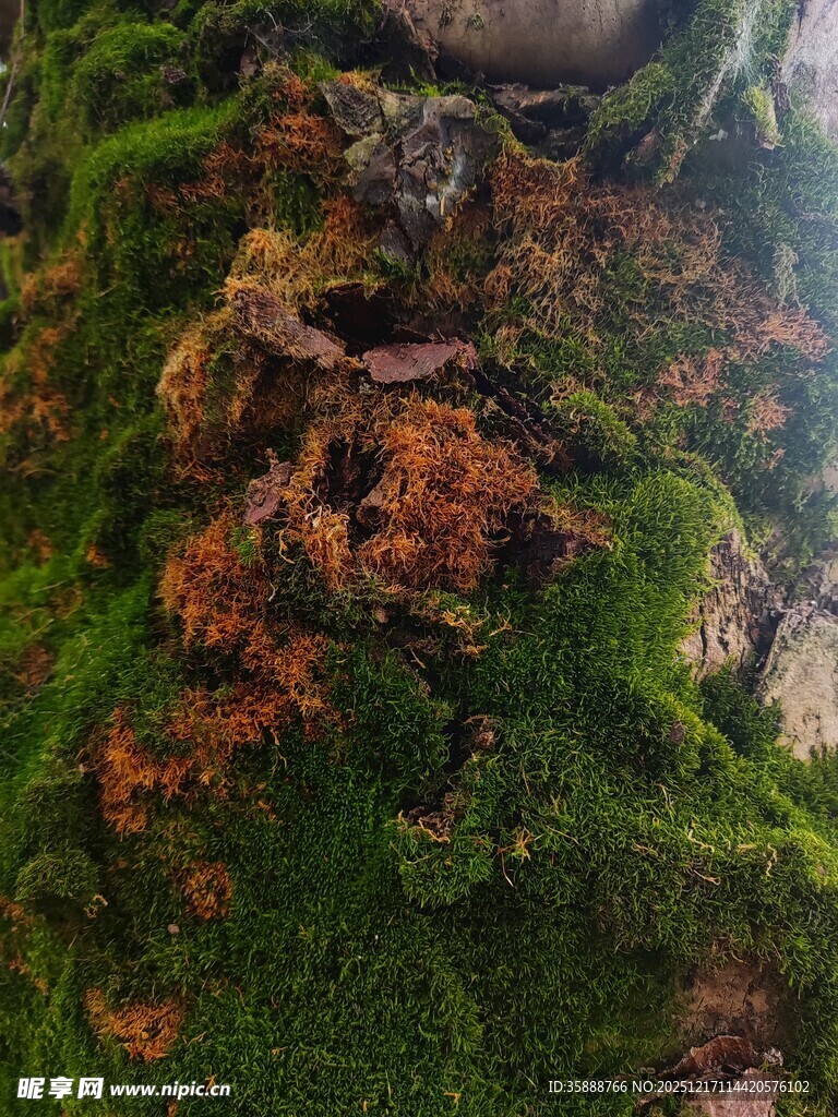 岩石上的翠绿与棕褐苔藓