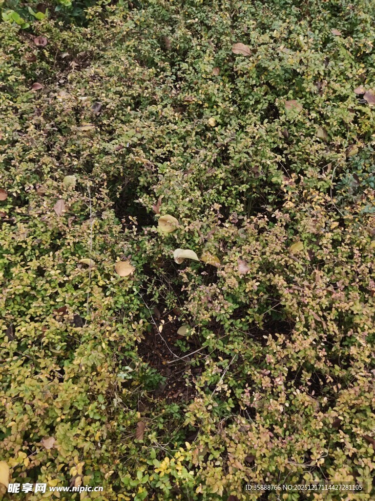 绿意盎然的植物景观