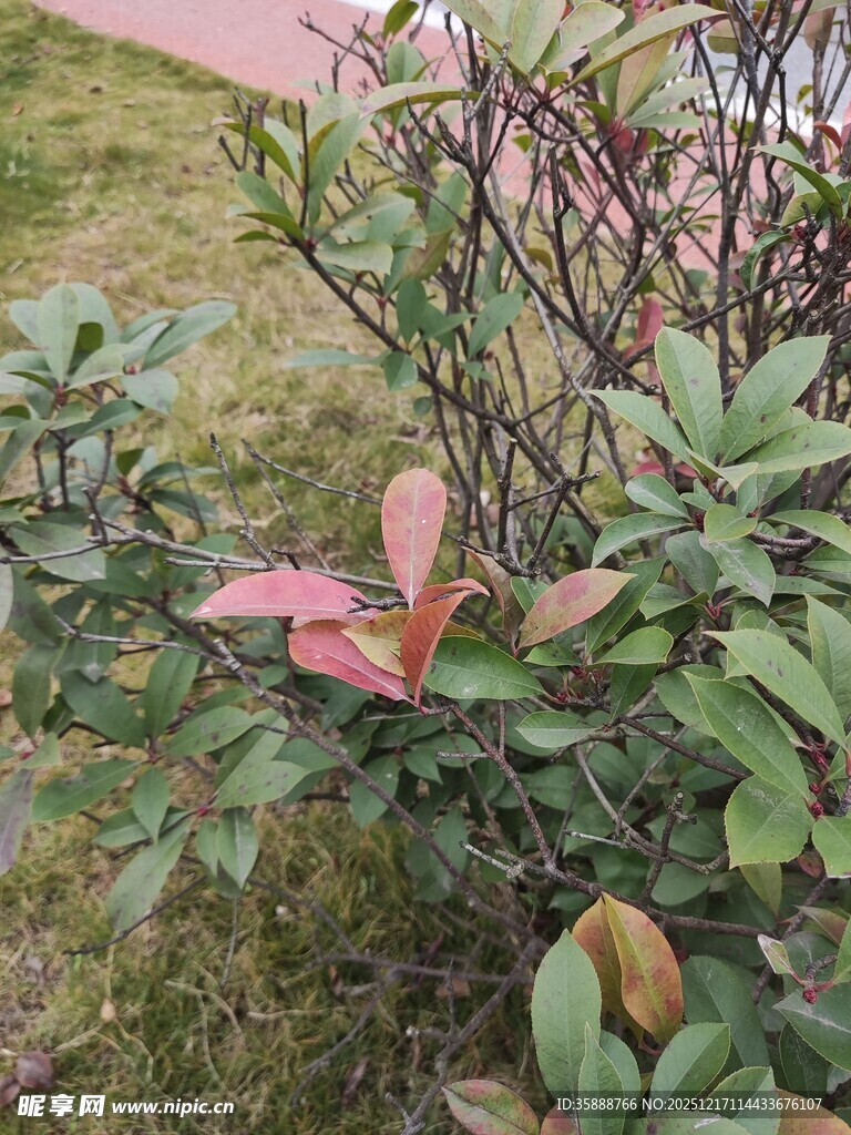 绿叶间的粉红花叶植物