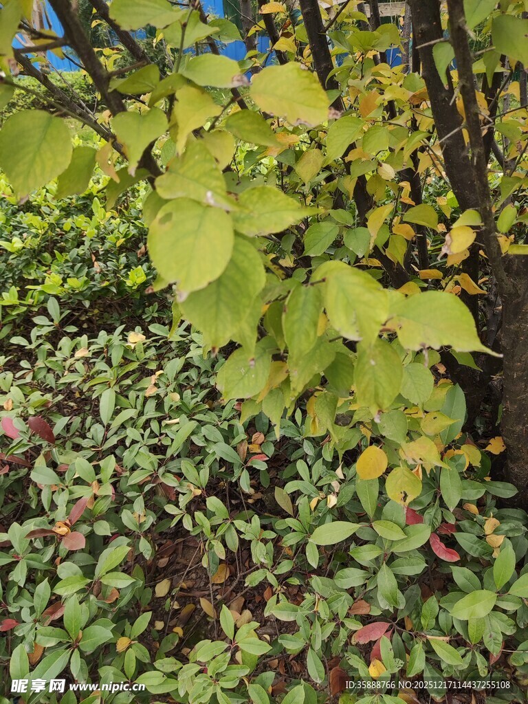 绿叶与多彩植物景观