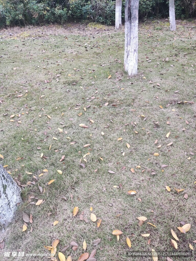 秋日草地与树木景象