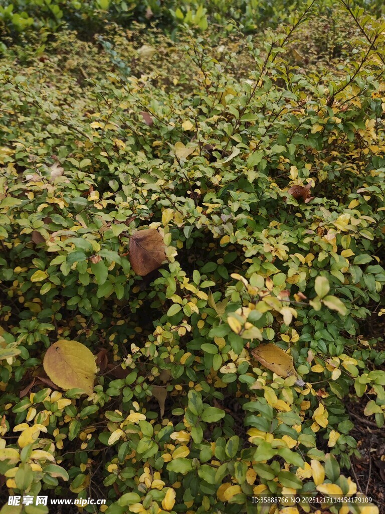 金黄绿叶植物景观