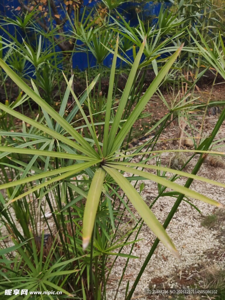 蓝花绿叶植物特写
