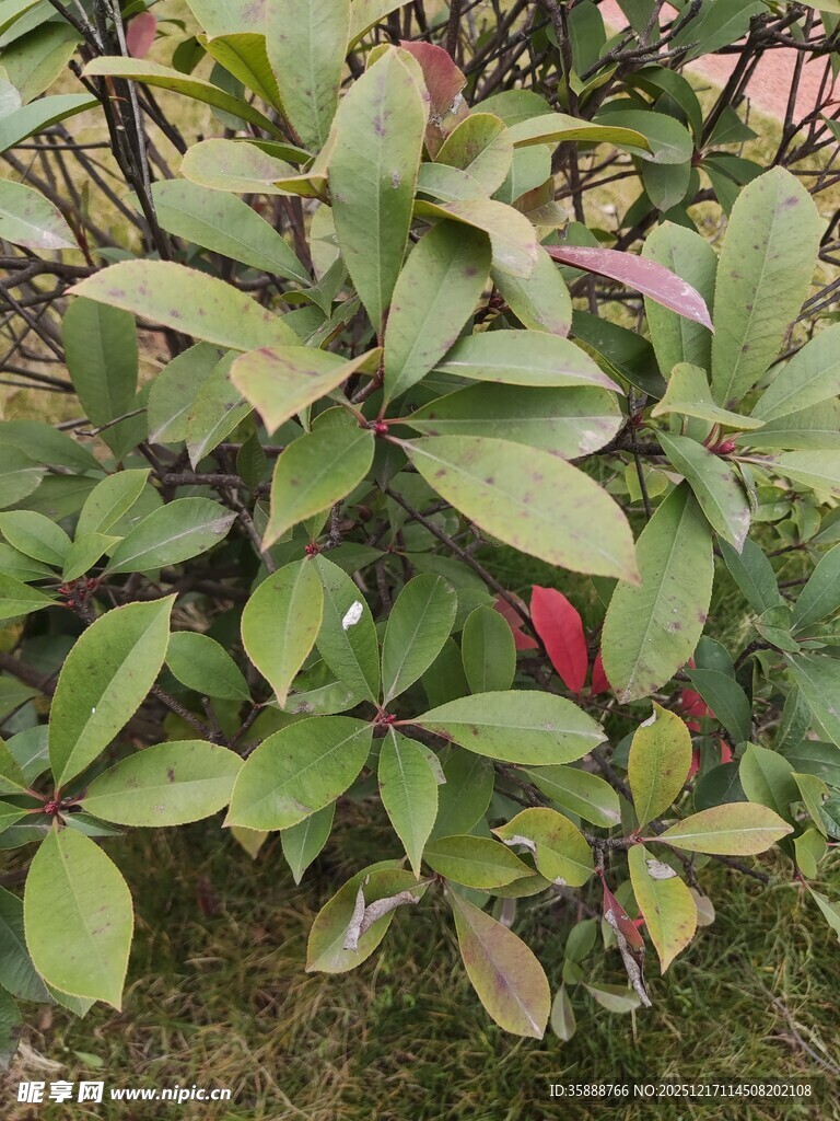 绿叶繁茂的植物景观