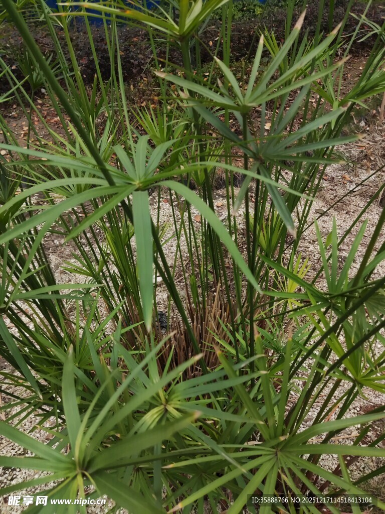 翠绿伞竹尽显自然生机