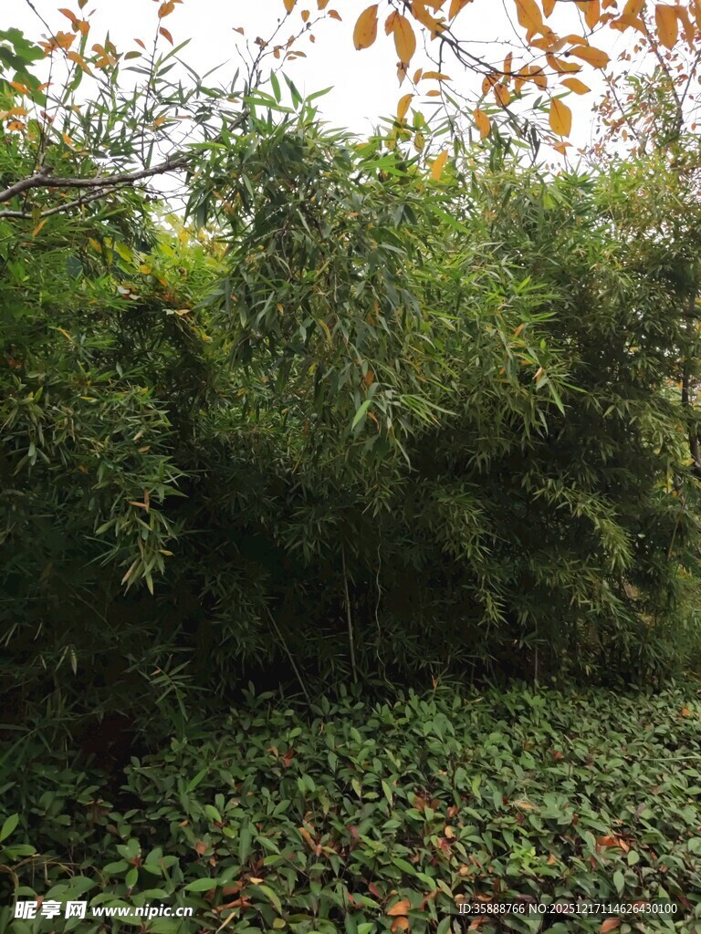 茂密竹林与地面绿植景观