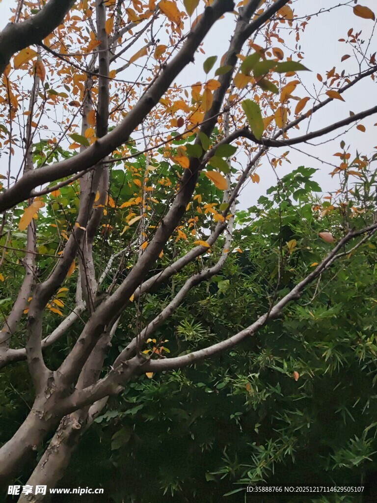 秋日枝干与多彩树叶