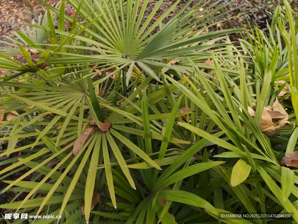 翠绿蒲葵植物特写