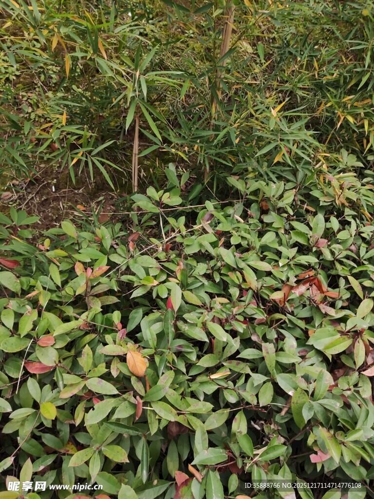 绿叶繁茂的植物景观