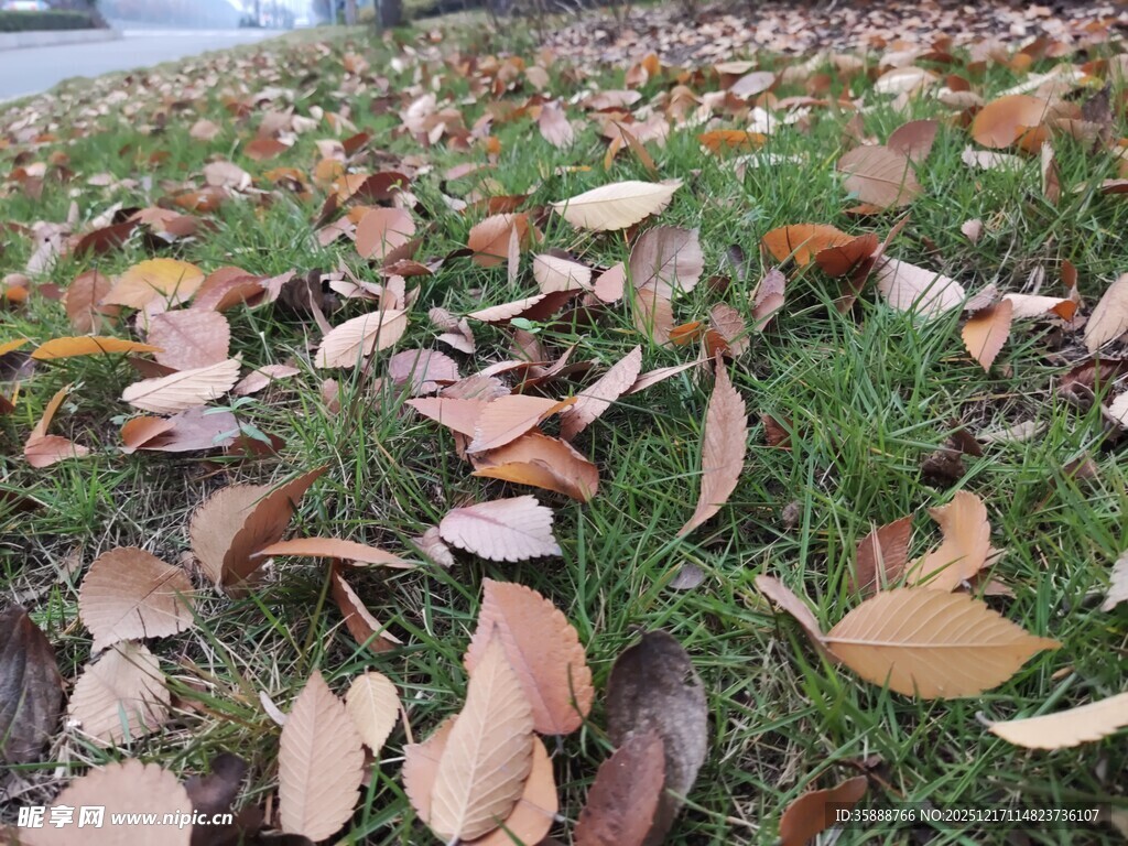 地面上的多彩落叶