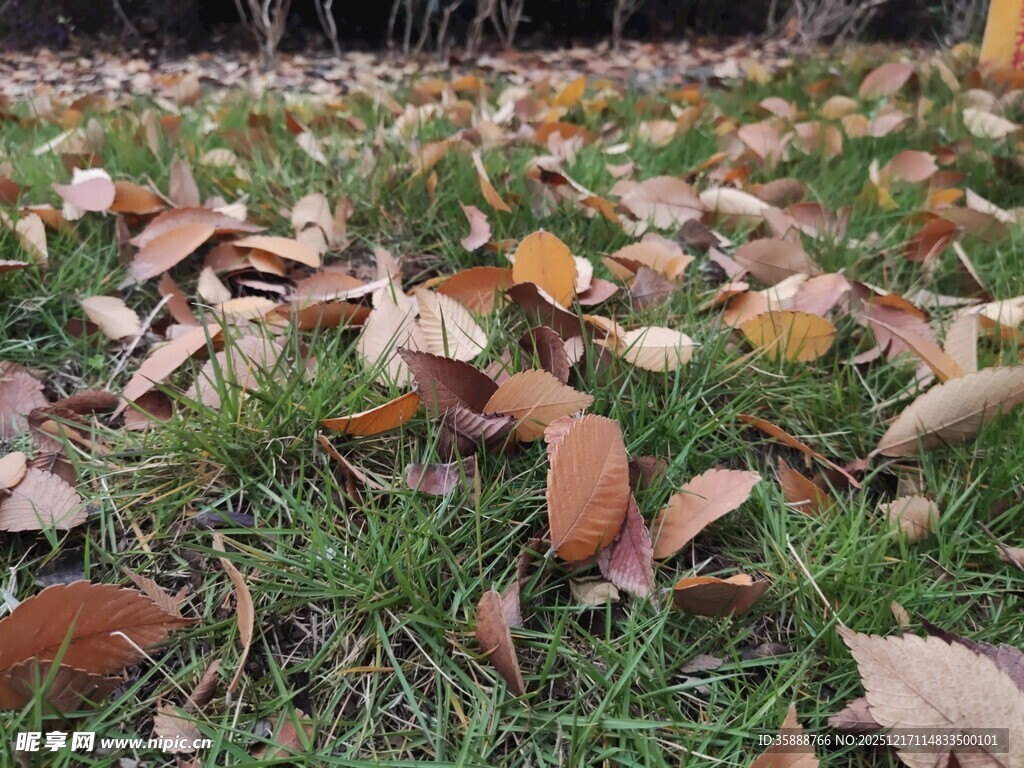 草地上的缤纷落叶