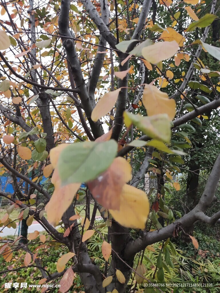 秋日枝头斑斓树叶