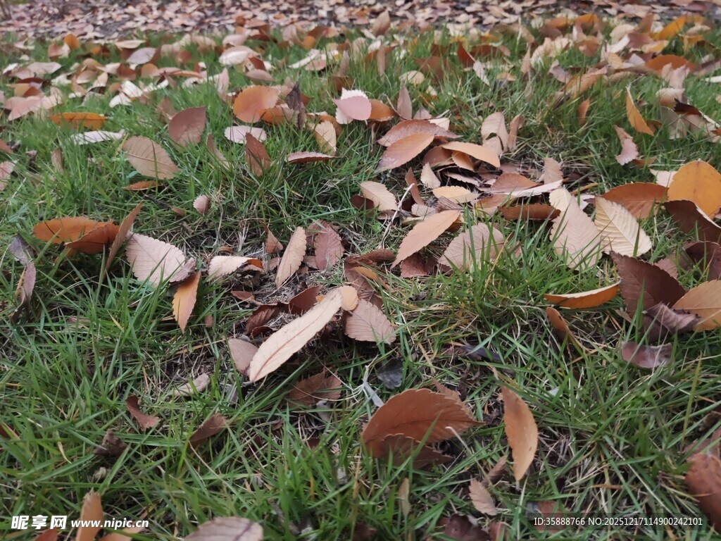 草地上的缤纷落叶