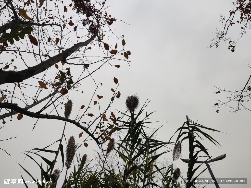 枝叶交错的自然景致