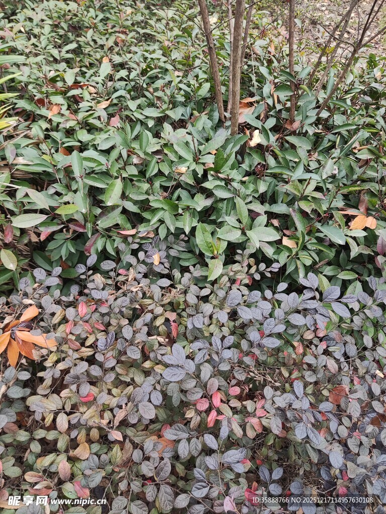 绿叶与红叶交织的植物景观