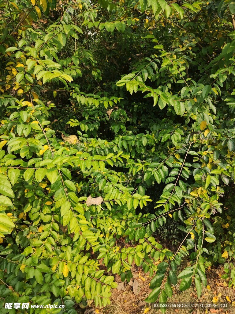 翠绿繁茂的植物景观