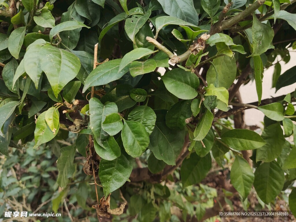 绿叶繁茂的猕猴桃植株