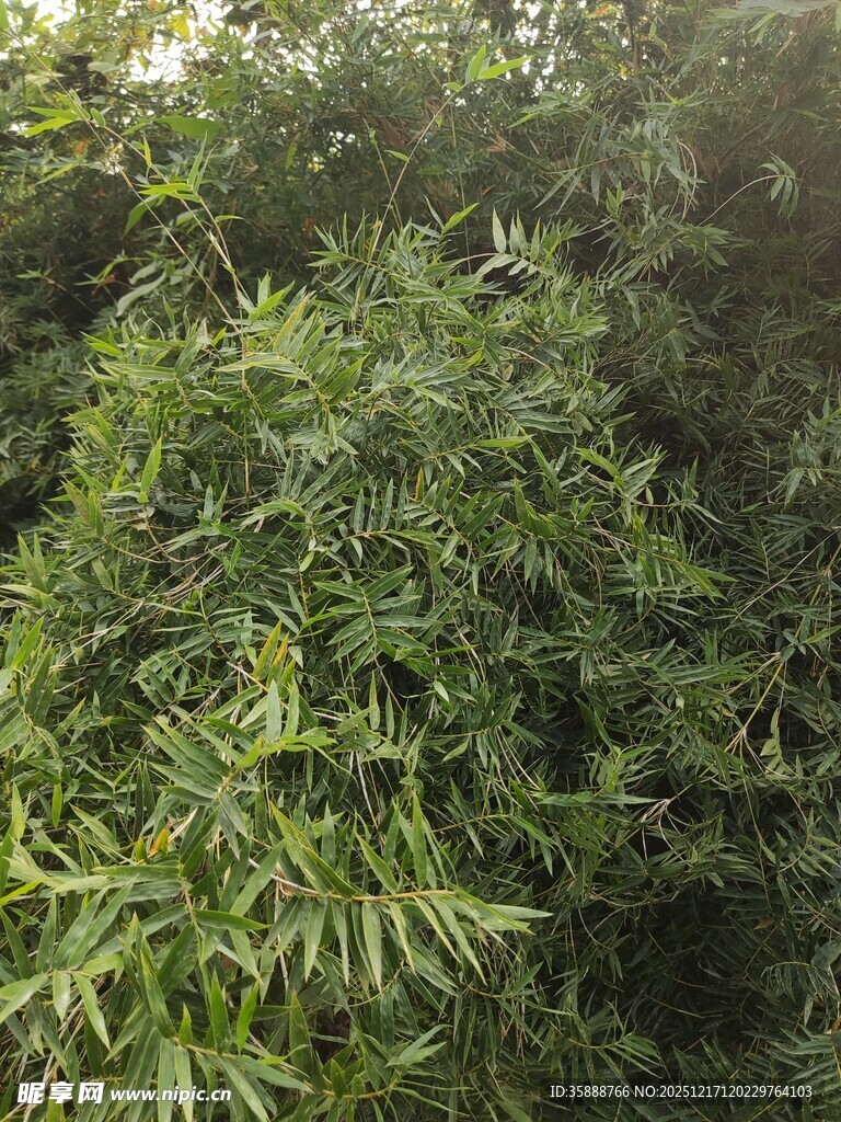 茂密绿植景观