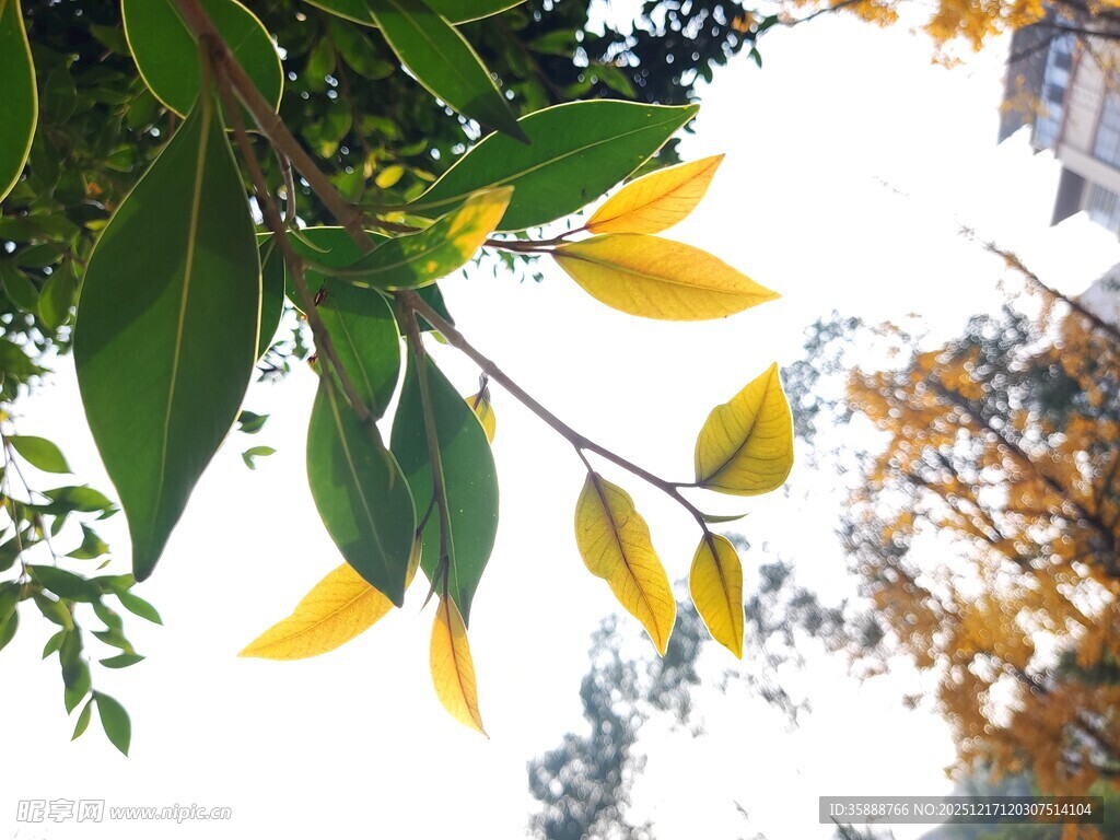 枝头黄绿相间的清新树叶