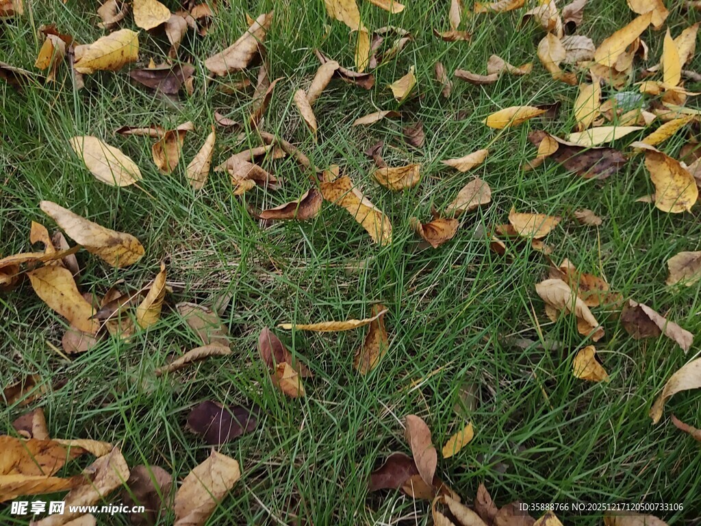 草地上的缤纷落叶
