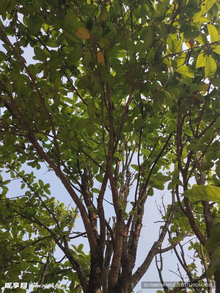 仰视繁茂绿树树冠