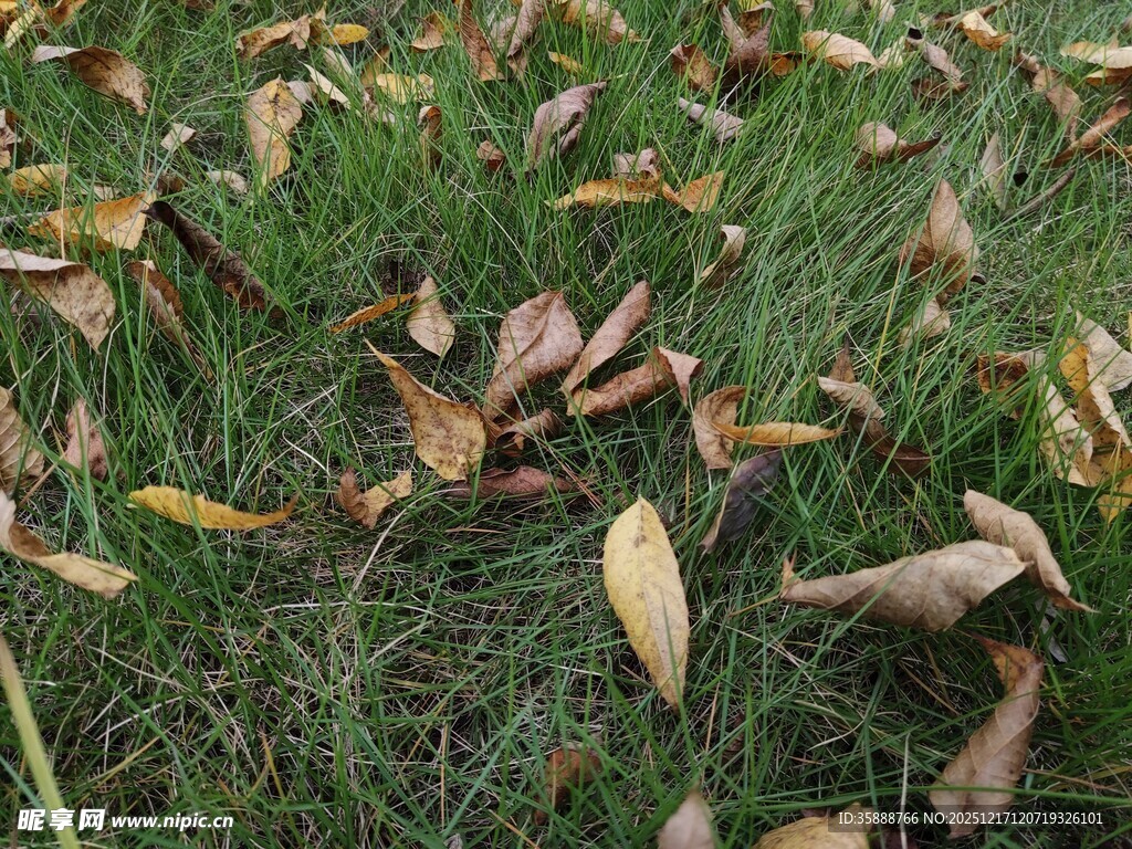 草地间散落的枯黄落叶
