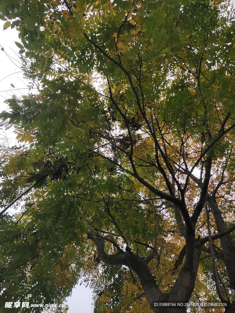 仰视繁茂绿树树冠