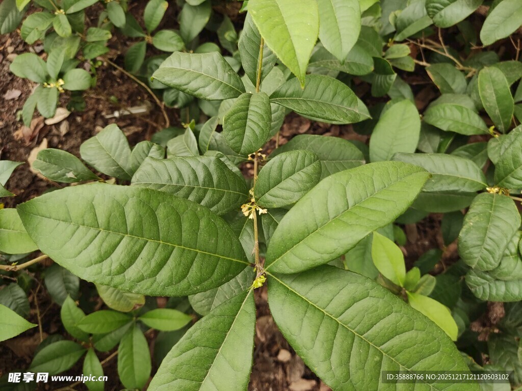 绿叶植物特写