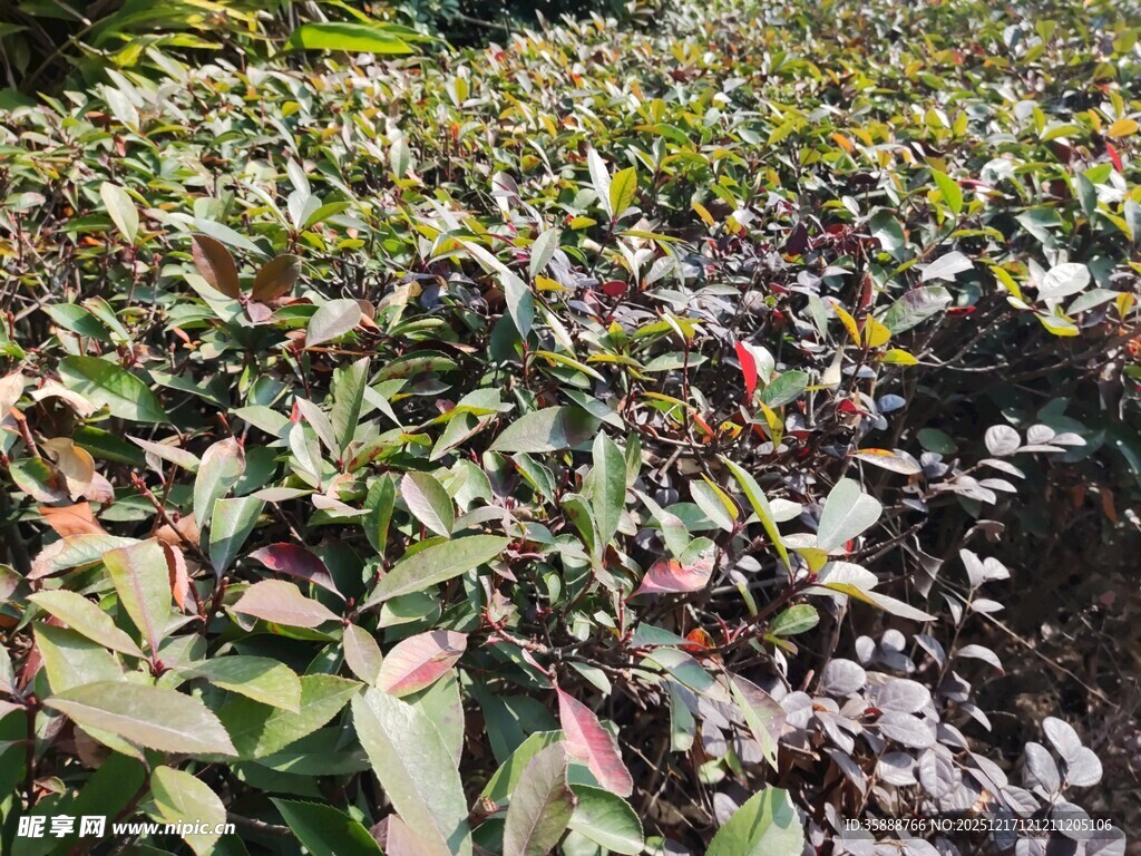 多彩叶片植物景观