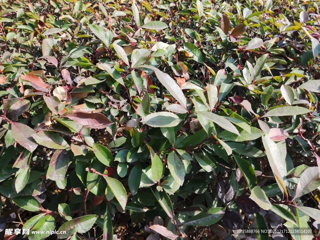 多彩叶片植物景观