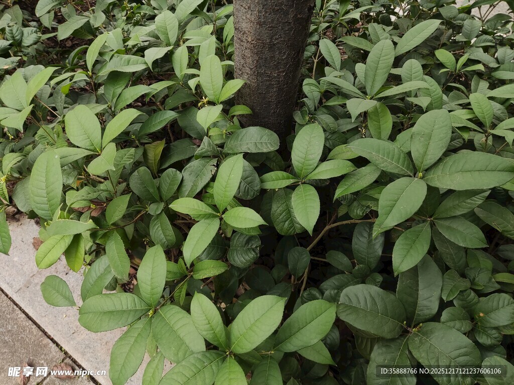 树下繁茂绿植景观