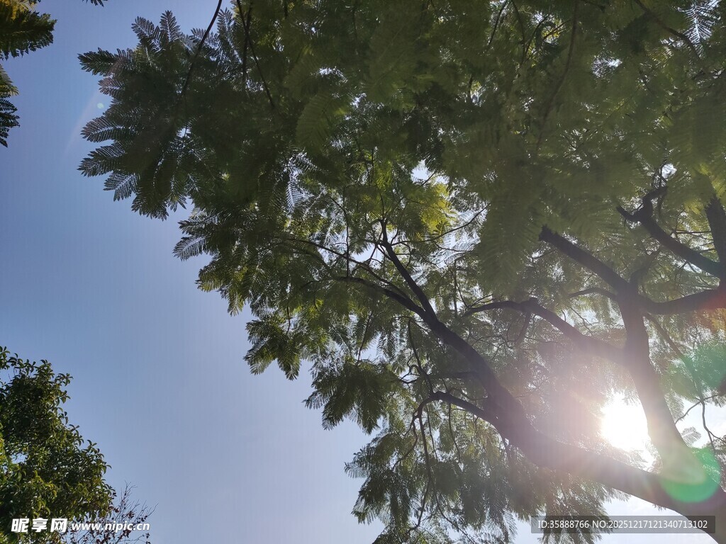 阳光透过树叶洒下美景