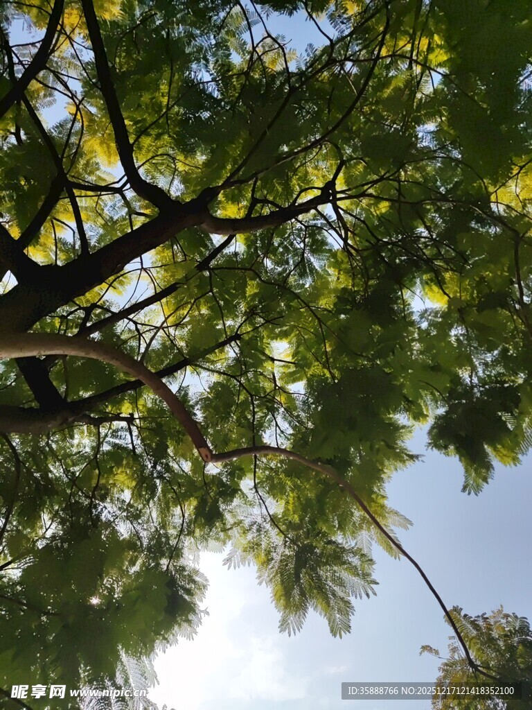 仰视繁茂枝叶与蓝天