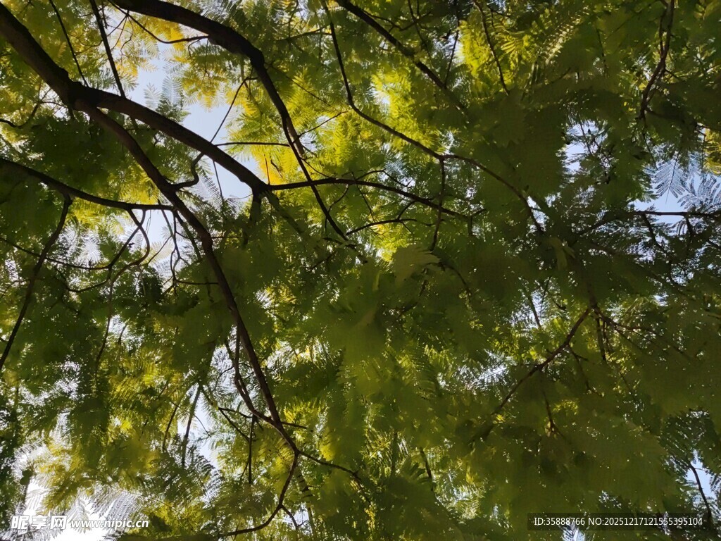 枝叶繁茂的树木景观