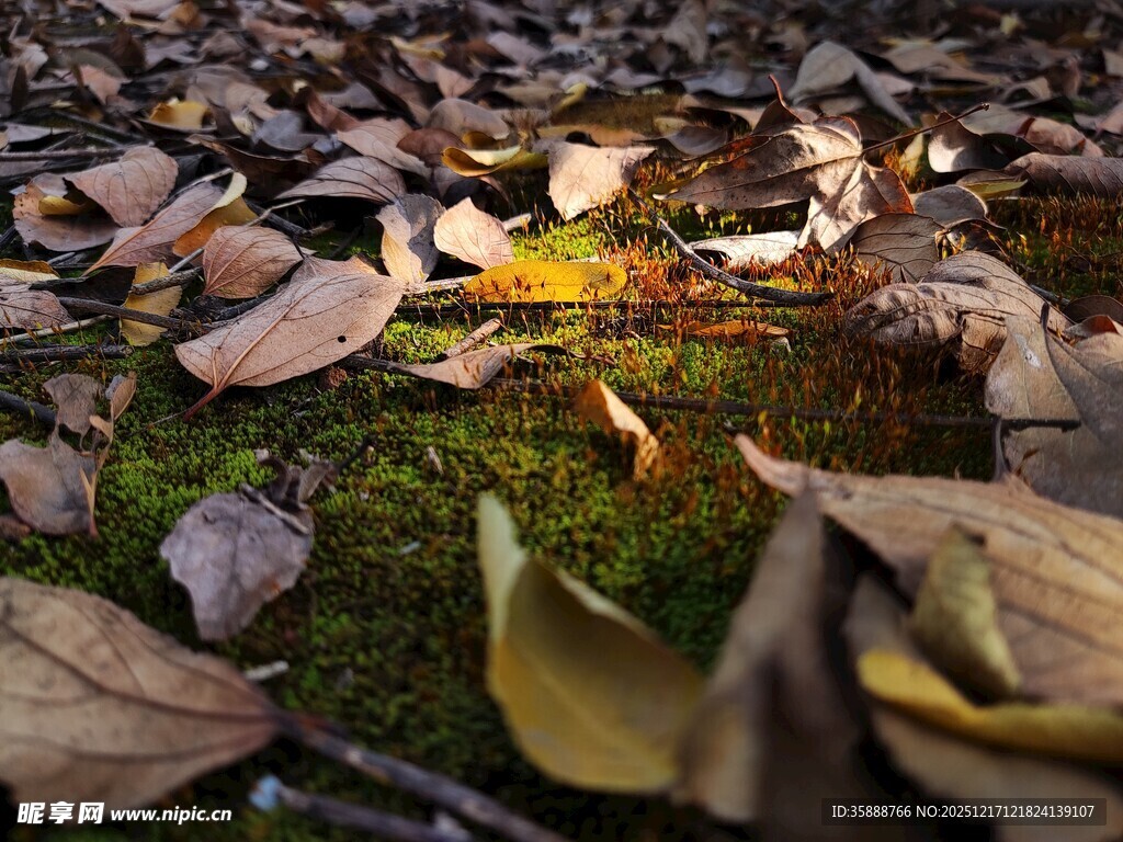 落叶覆盖下的斑驳光影