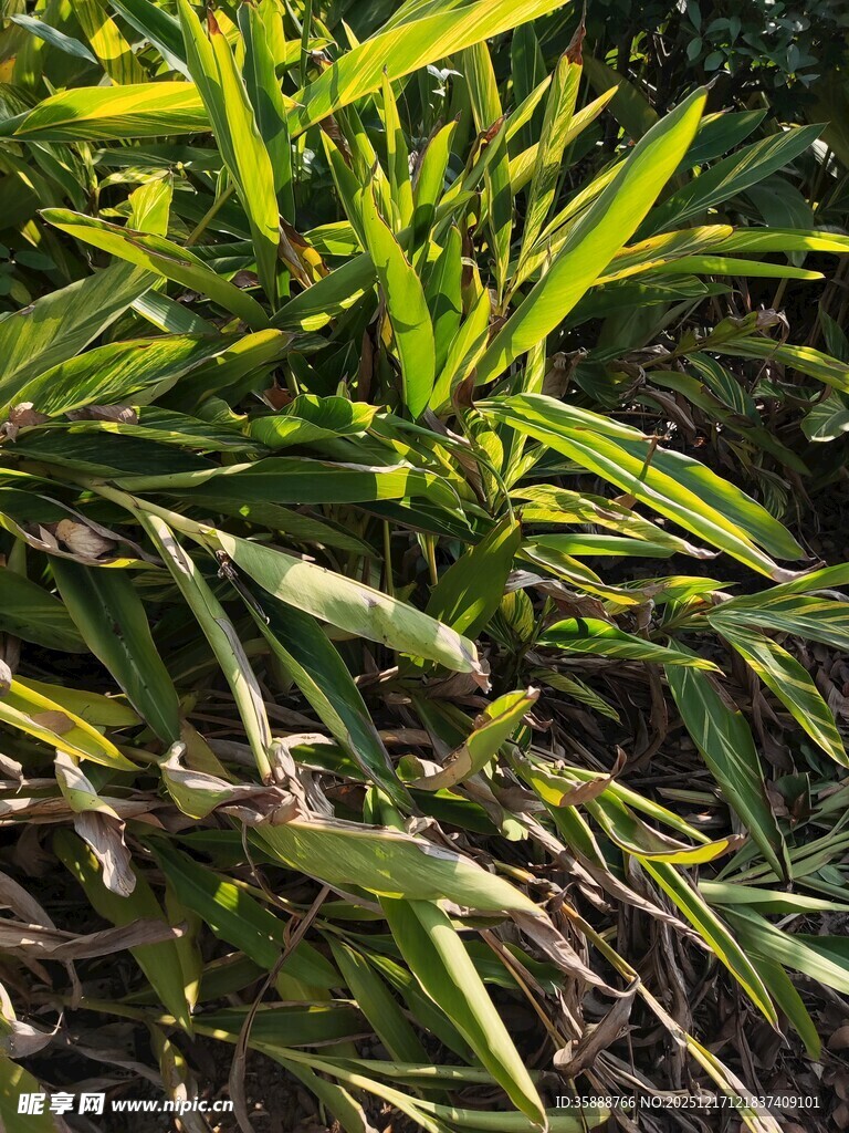 翠绿繁茂的热带植物