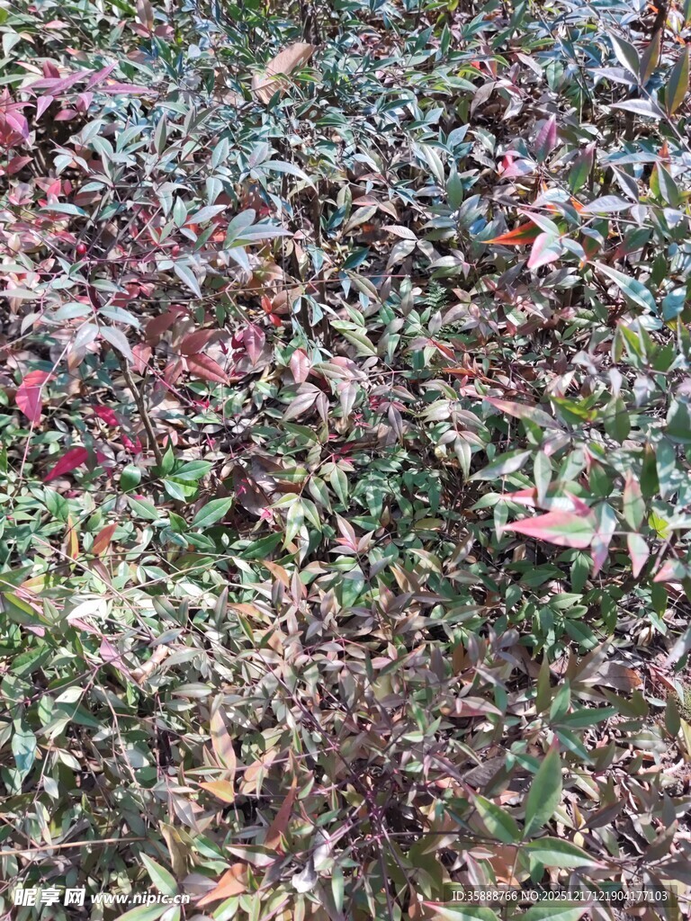 多彩斑斓的植物叶片景观