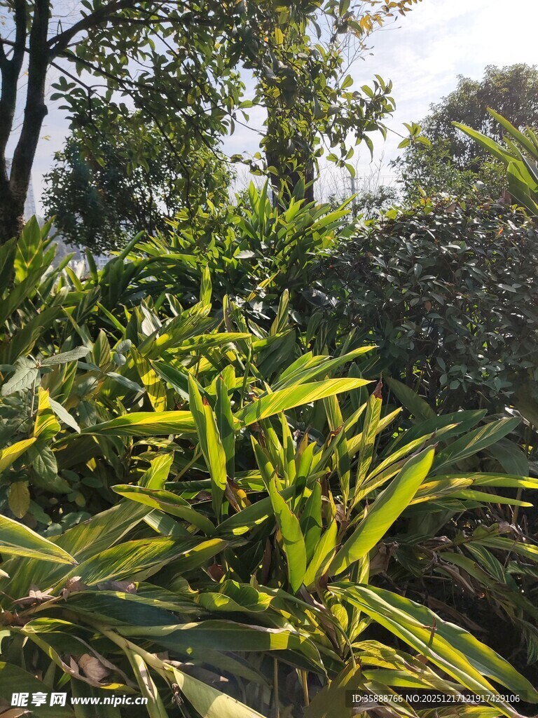 翠绿繁茂的户外植物景观