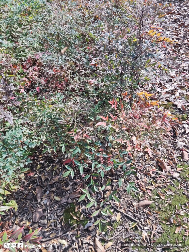 地面的绿植与落叶景象