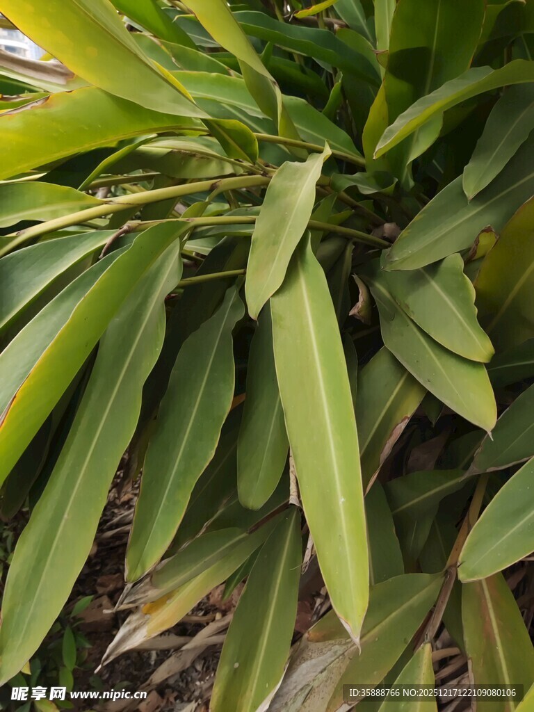 翠绿叶片的清新植物