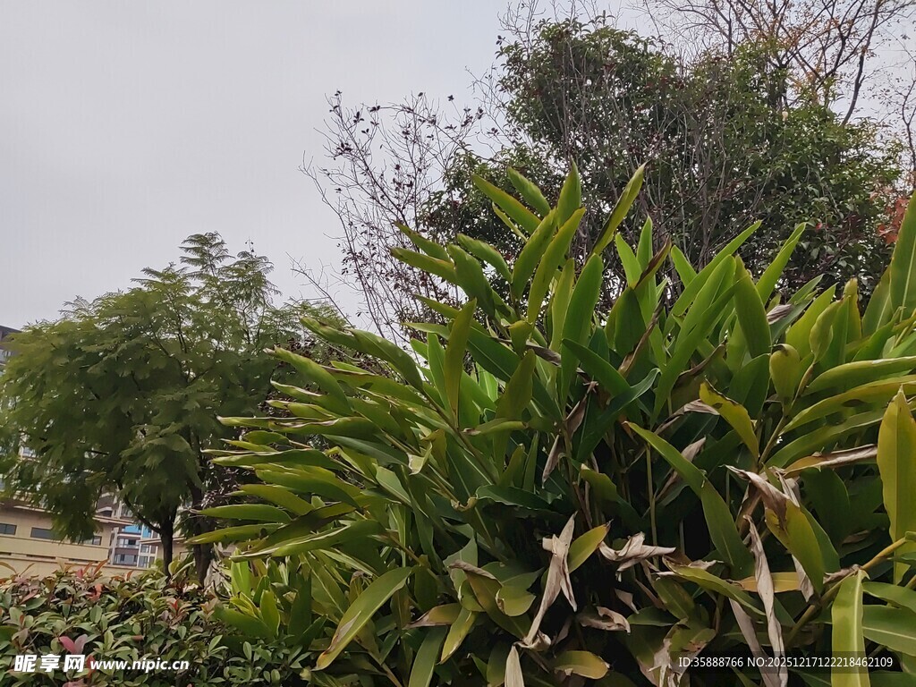 户外繁茂绿植景观