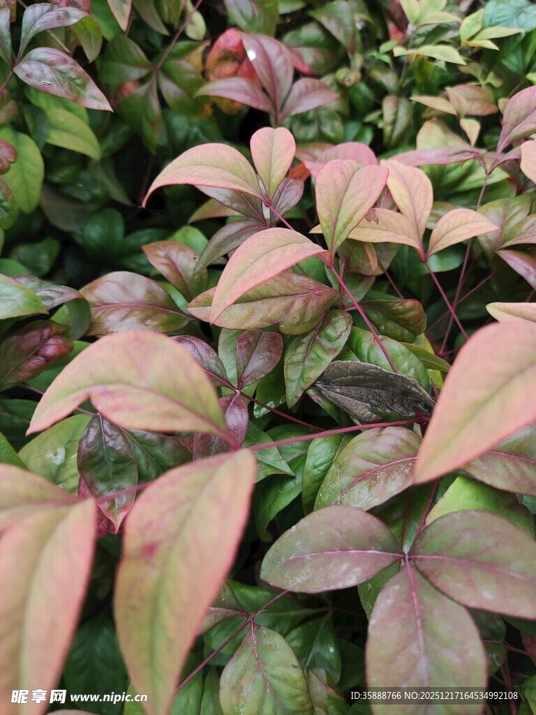 多彩叶片植物特写