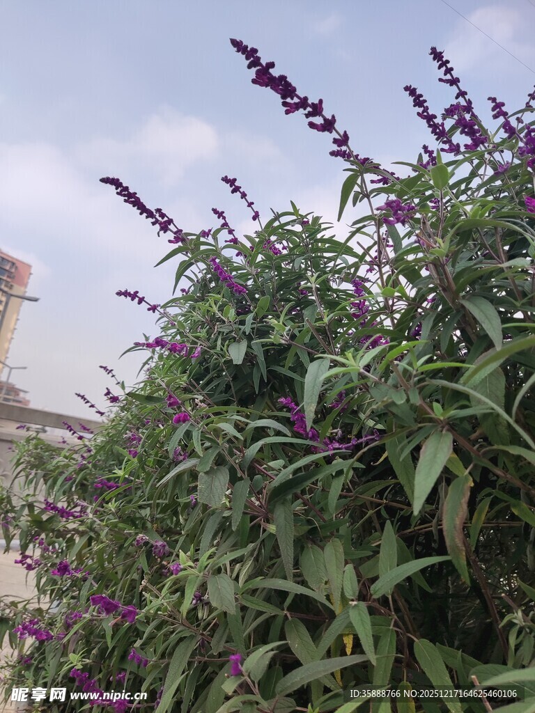 紫色花卉植物特写