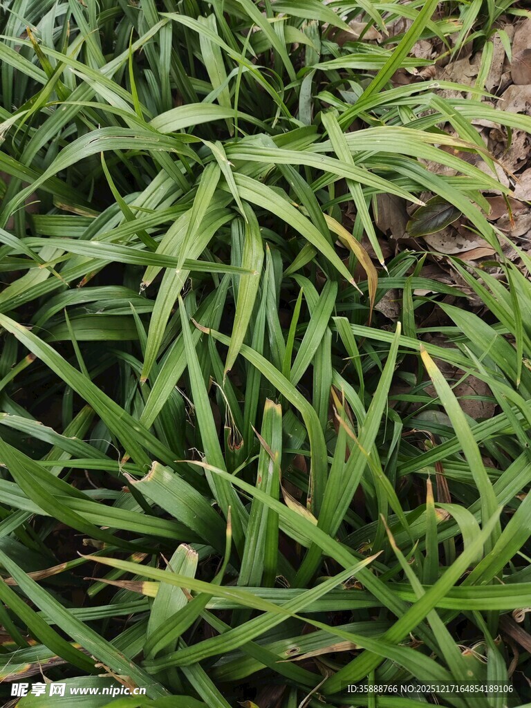 翠绿细长叶片的植物