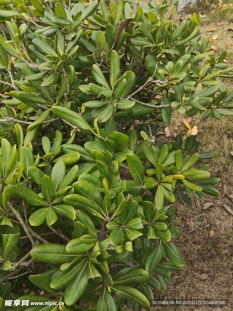 绿叶繁茂的植物景观